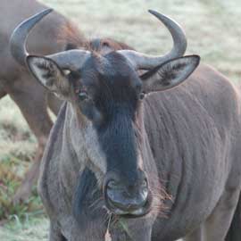 wildebeest