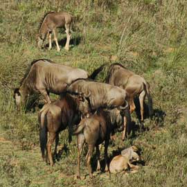 wildebeest