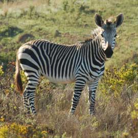 zebra