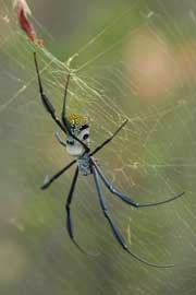 golden orb spider