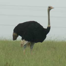 ostrich