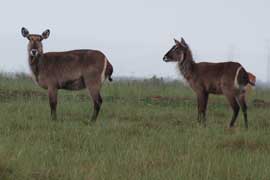 waterbuck