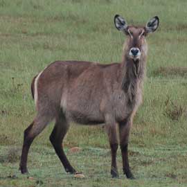 waterbuck