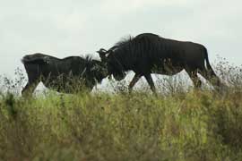 wildebeest