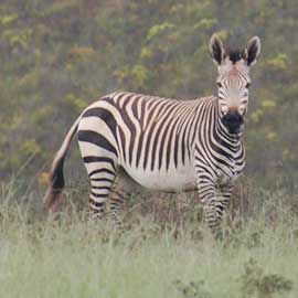 zebra