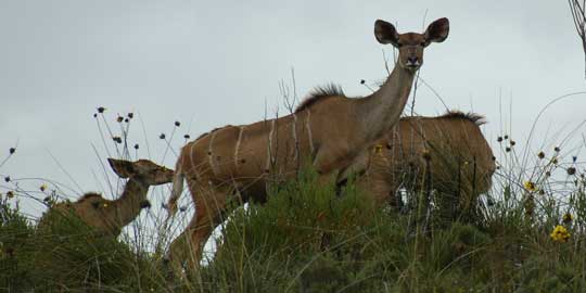 kudu