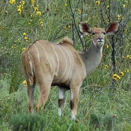 kudu