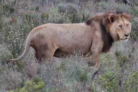 lion