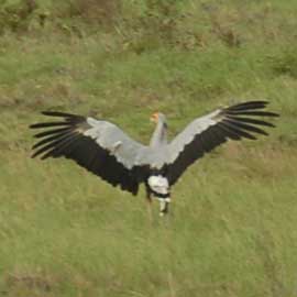 secretary bird