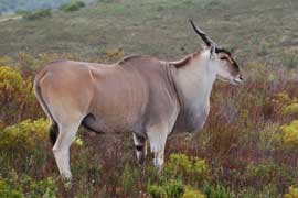 eland