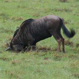 wildebeest