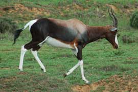 bontebok