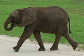 elephant