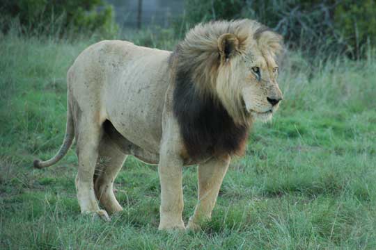 lion