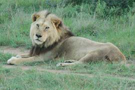 lion