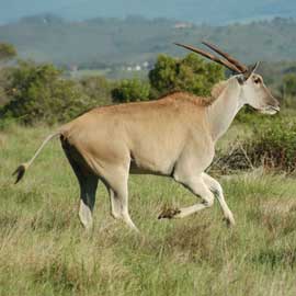 eland