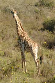 giraffe