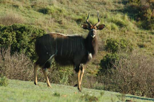 nyala