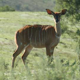 nyala