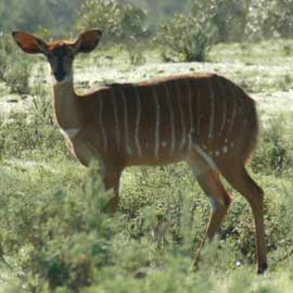 nyala