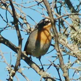scrub robin