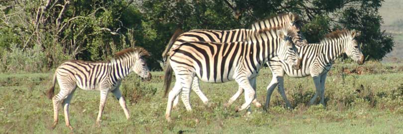 zebra