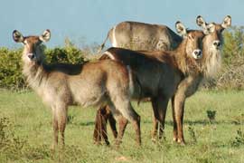 waterbuck