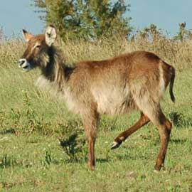waterbuck