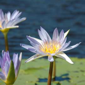 waterlily