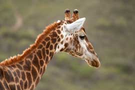 giraffe