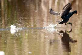 moorhen