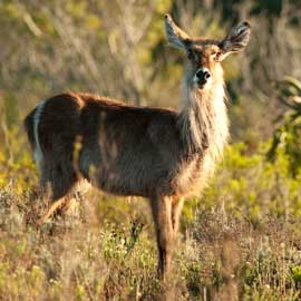 waterbuck