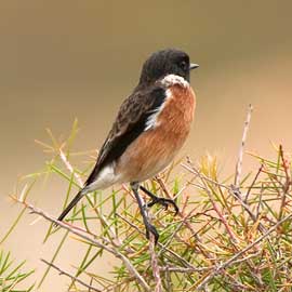 stonechat