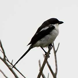 shrike