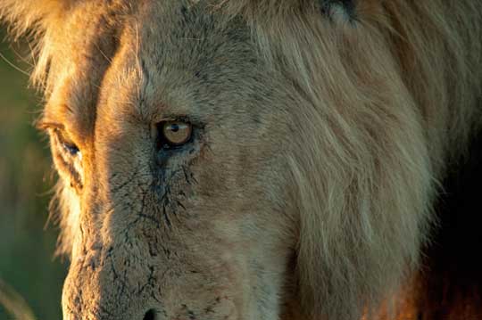 lion