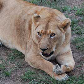lioness