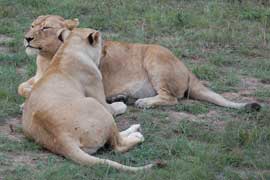 lionesses