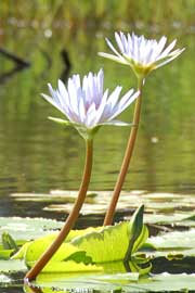 waterlillies