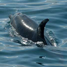 dolphin