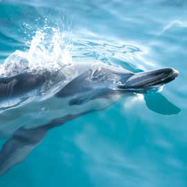 dolphin