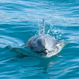 dolphin