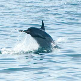 dolphin