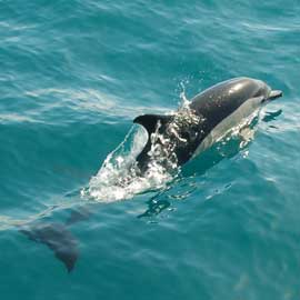 dolphin