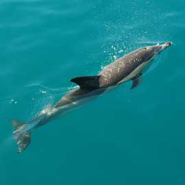 dolphin