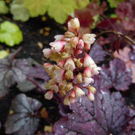 heuchera