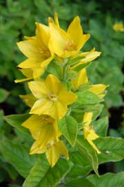 loosestrife