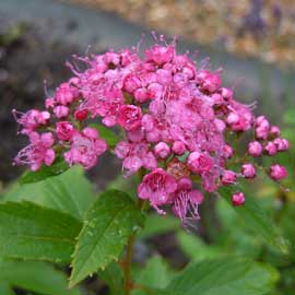 spiraea