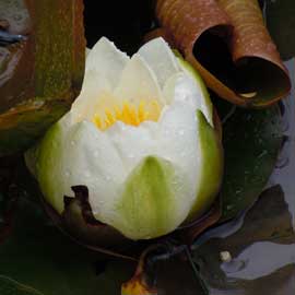 water lily