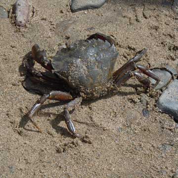 crab