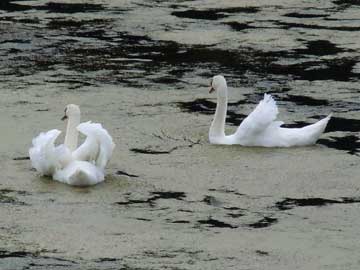 stackpole swans